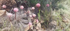 Haemanthus humilis