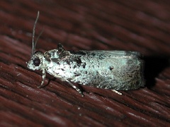 Olethreutes malana