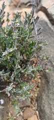 Polygala asbestina