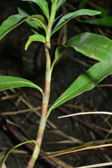 Persicaria pulchra