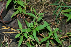 Persicaria pulchra