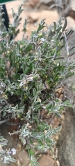 Polygala asbestina