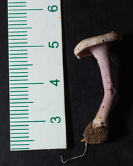 Trogia cantharelloides