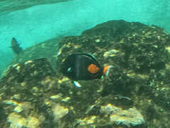 Acanthurus achilles