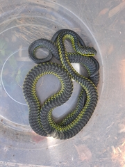 Dispholidus typus typus