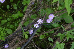 Primula nutans