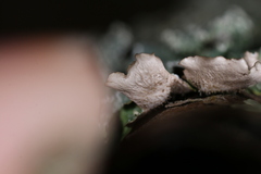 Punctelia missouriensis