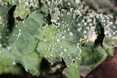 Punctelia missouriensis