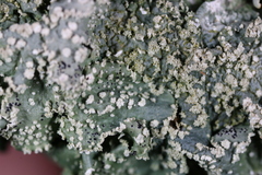 Punctelia missouriensis