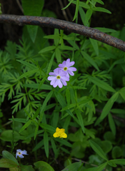 Primula nutans