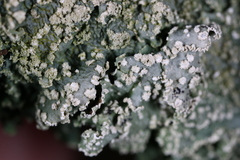 Punctelia missouriensis