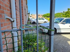 Philothamnus occidentalis