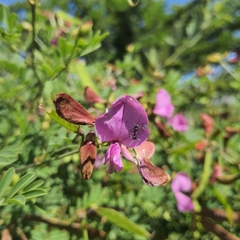 Tephrosia grandiflora
