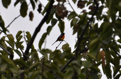 Pericrocotus cinnamomeus