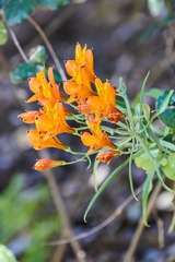 Alstroemeria ligtu