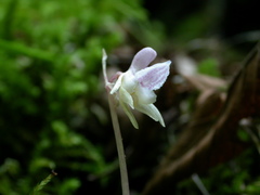 Epipogium aphyllum