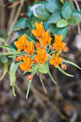 Alstroemeria ligtu