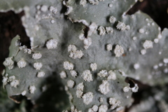 Punctelia missouriensis