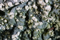 Punctelia missouriensis