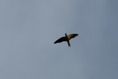 Cecropis senegalensis