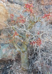 Tylecodon paniculatus