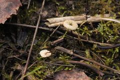 Crinipellis scabella