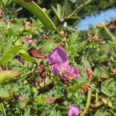 Tephrosia grandiflora