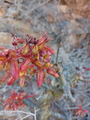 Tylecodon paniculatus