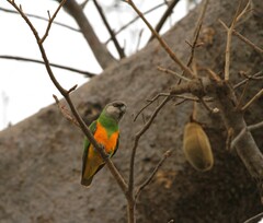 Poicephalus senegalus