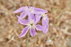 Leucocoryne ixioides