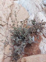 Drosanthemum curtophyllum