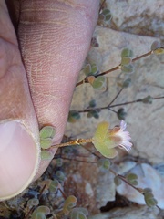 Drosanthemum curtophyllum