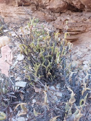 Mitrophyllum clivorum