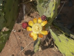 Opuntia elata