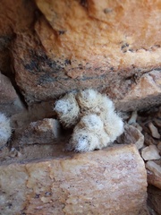 Anacampseros scopata