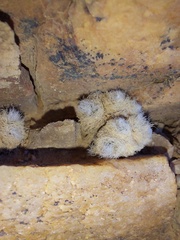 Anacampseros scopata