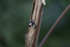 Eucryptorrhynchus brandti