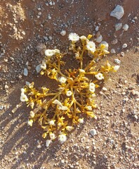 Mesembryanthemum hypertrophicum