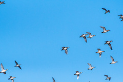 Sibirionetta formosa