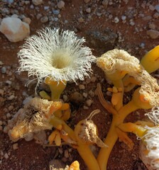 Mesembryanthemum hypertrophicum