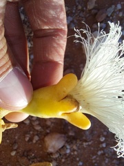 Mesembryanthemum hypertrophicum