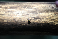 Eumorphus quadriguttatus pulchripes