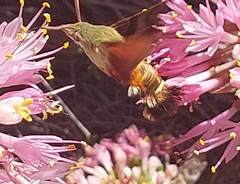 Macroglossum trochilus