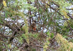 Thamnophilus bernardi