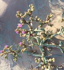 Mesembryanthemum barklyi