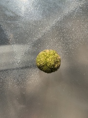 Platanus occidentalis