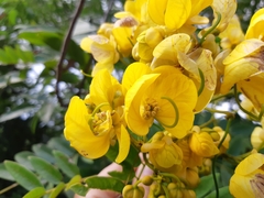 Senna spectabilis