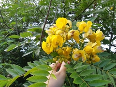 Senna spectabilis