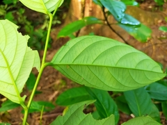 Glochidion lanceolatum