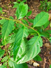 Glochidion lanceolatum